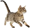 奔跑中的小猫