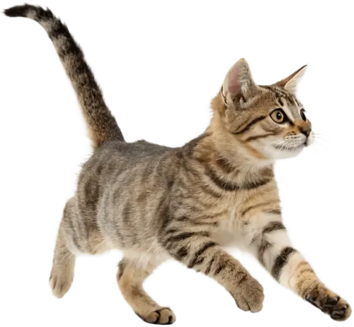 奔跑中的小猫