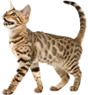 看向天空的小猫