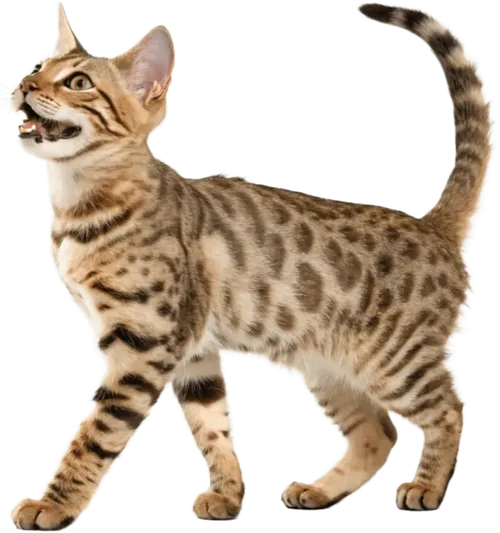 看向天空的小猫