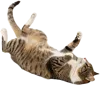 躺在地上的小猫