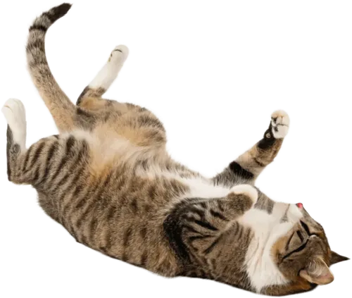 躺在地上的小猫