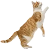 向上攀爬的猫咪