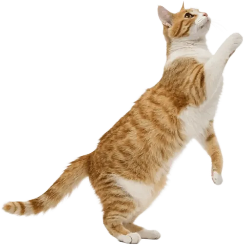向上攀爬的猫咪