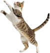 向上跳跃的小猫
