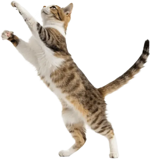 向上跳跃的小猫
