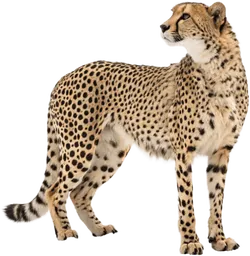 猎豹