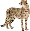 回头望的猎豹