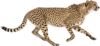 快速奔跑的猎豹