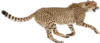 快速奔跑的猎豹