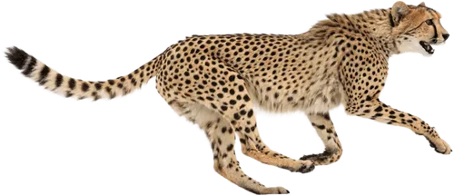 快速奔跑的猎豹