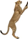 攀爬的猎豹