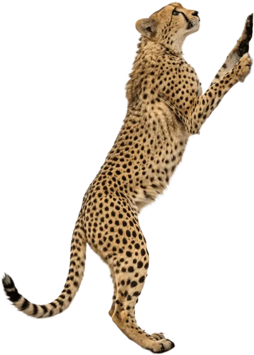 攀爬的猎豹