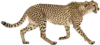 行走的猎豹
