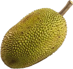 菠萝蜜