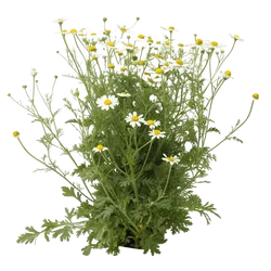 洋甘菊花