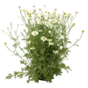 一束洋甘菊花