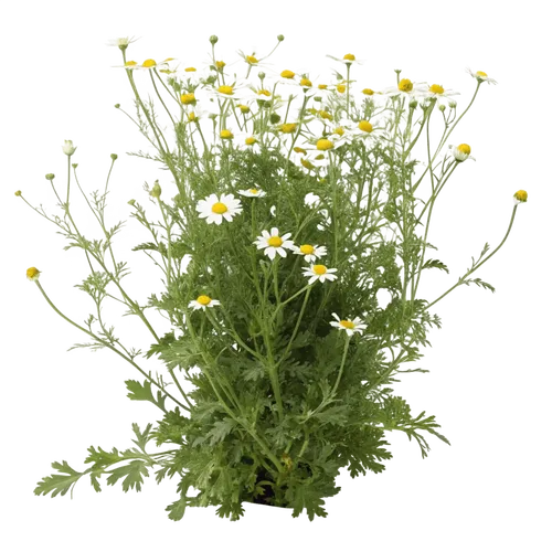 一束洋甘菊花