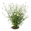 一束洋甘菊花