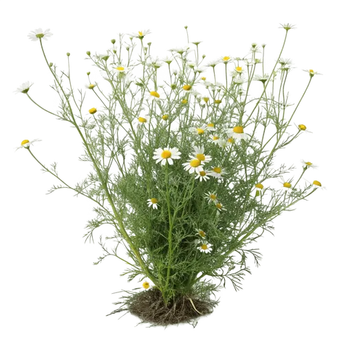 一束洋甘菊花
