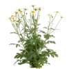 一束洋甘菊花