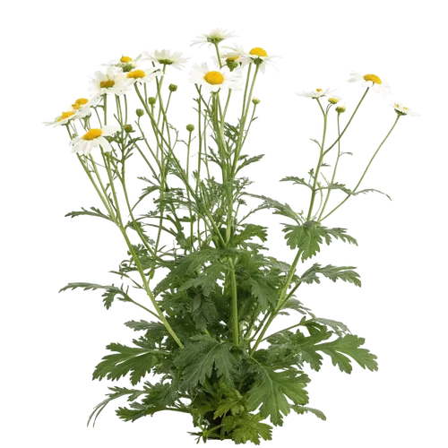 一束洋甘菊花