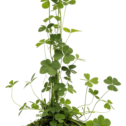 三叶草植物