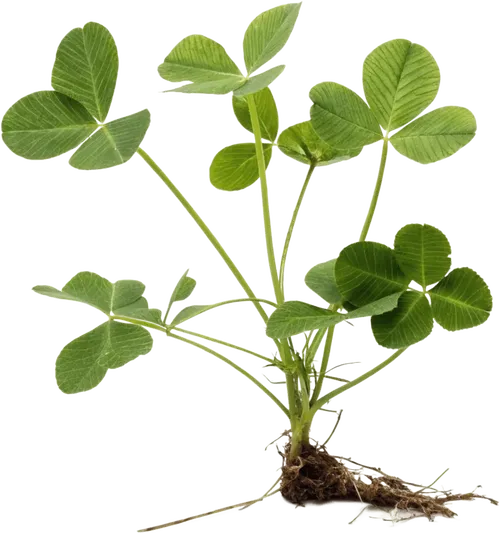 三叶草植物