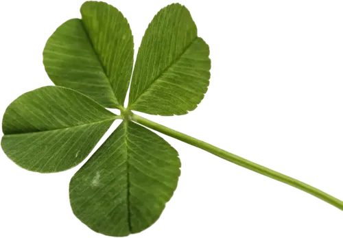 三叶草植物