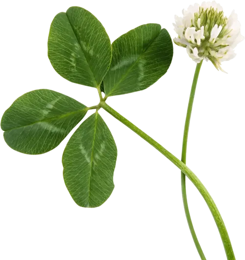 三叶草植物