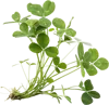 三叶草植物