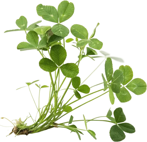 三叶草植物