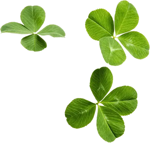 三叶草植物