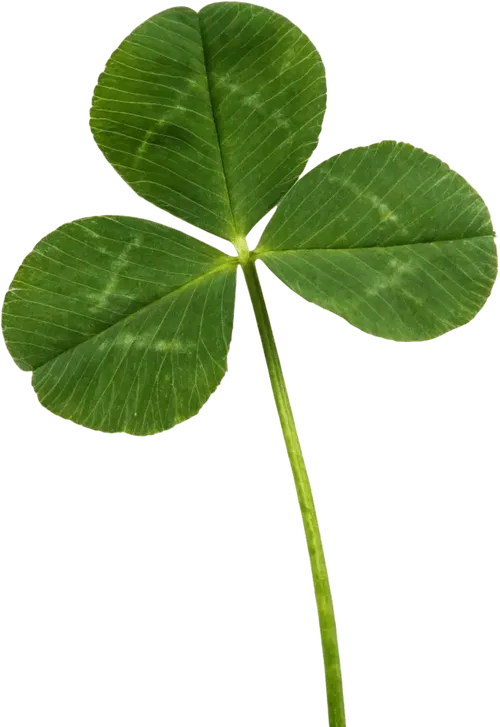三叶草植物
