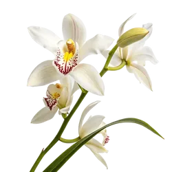 春兰花