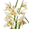 一束春兰花 