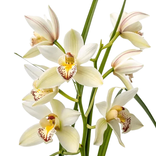 一束春兰花 