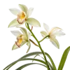 一束春兰花