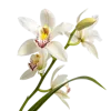 一束春兰花