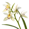 一束春兰花