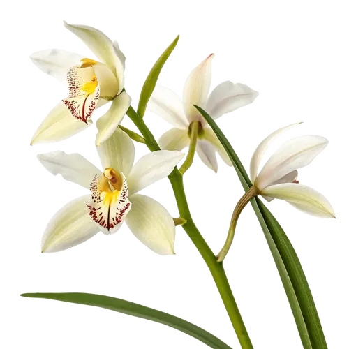 一束春兰花