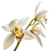 一束春兰花