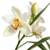一束春兰花