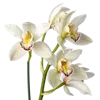 一束春兰花