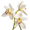 一束春兰花
