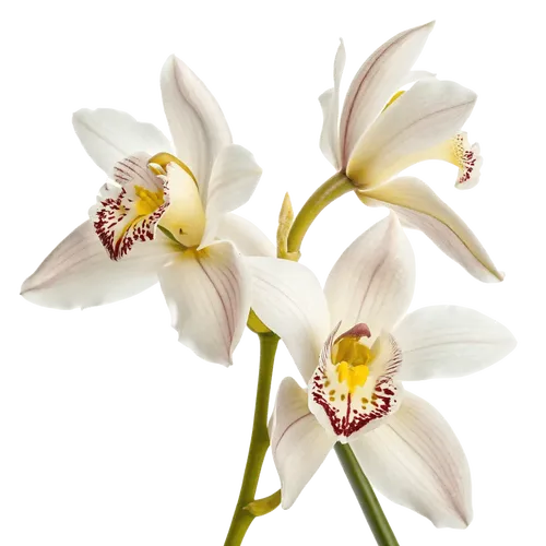 一束春兰花