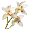 一束春兰花