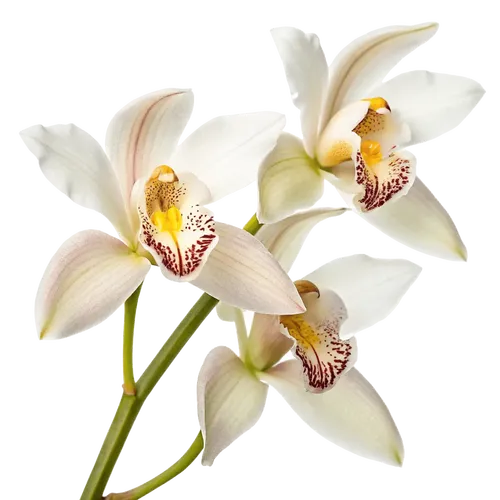 一束春兰花