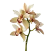 一束兰花