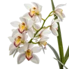 一束兰花